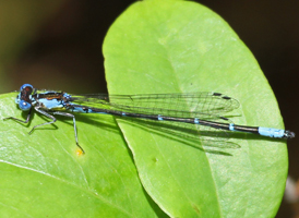 Aurora Damsel